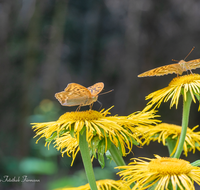 fileadmin/roha/images_galerie/Tiere/TIE-SCHMETT-KAIS-0004-D-roha-Tier-Schmetterling-Kaisermantel-Argynnis-paphia.png