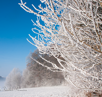 fileadmin/roha/images_galerie/Winter/WINT-HAARM-0009-D-roha-Winter-Haarmoos-Schnee-Rauhreif-Nebel.png