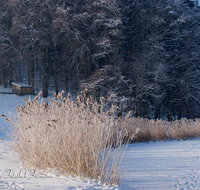 fileadmin/roha/images_galerie/Winter/AN-HOE-WIN-0088-01-D-roha-Anger-Hoeglwoerth-See-Winter-Schilf-Schnee-Eis.png