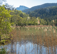 fileadmin/roha/images_galerie/orte_landschaft/Bad_Reichenhall/BAD-REI-THUM-0027-D-roha-Bad-Reichenhall-Thumsee-Schilf.png