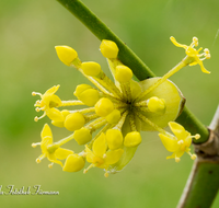 fileadmin/roha/images_galerie/Baum-natur-garten/Baeume/BAUM-KORNEL-0004-D-roha-Baum-Strauch-Kornelkirsche-Cornus-Mas-gelb.png