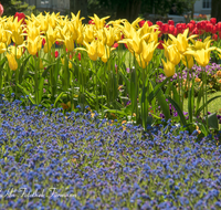 fileadmin/roha/images_galerie/Baum-natur-garten/Blumengarten-Blumen/BL-HAUSG-TULP-0028-D-roha-Hausgarten-Blumen-Tulpen-Tulipa-Fruehling-Kurgarten.png