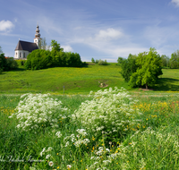 fileadmin/roha/images_galerie/orte_landschaft/Fridolfing/FRID-PIETL-0009-D-roha-Fridolfing-Pietling-Fruehling-Kirche.png