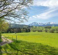 fileadmin/roha/images_galerie/orte_landschaft/Teisendorf/IN-LANDS-Teisendorf/LANDS-TEIS-VACH-0009-D-roha-Landschaft-Teisendorf-Anger-Vachenlueg-Hochstaufen.png