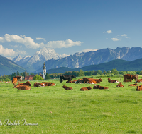 fileadmin/roha/images_galerie/orte_landschaft/Saaldorf/SAAL-0008-4-D-roha-Saaldorf-Kuh-Herde-Watzmann-Lattengebirge-Schlafende-Hexe.png