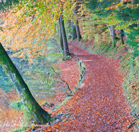 fileadmin/roha/images_galerie/wege/WEGE-HOEGLW-0016-D-roha-Wander-Weg-Hoeglwoerther-See-Herbst-Wald-Stimmung-Buche-Laub.png