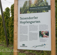 fileadmin/roha/images_galerie/Freizeit-Sport/Wandern/WIENINGER-WEG-HOPF-0001-D-roha-Wieninger-Bierwanderweg-Hopfengarten-Teisendorf.png