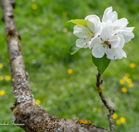 fileadmin/roha/images_galerie/Baum-natur-garten/Baeume/BAUM-APFEL-BLUE-0017-D-roha-Baum-Apfel-Bluete-Biene-Insekt.png