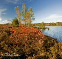 fileadmin/roha/images_galerie/wasser/PE-SCHOENR-MOOR-0038-D-roha-Petting-Schoenramer-Moor-Moorsee-Wasser-See-Heide.png