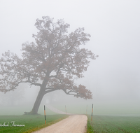 fileadmin/roha/images_galerie/Baum-natur-garten/Baeume/STIM-TEI-AN-RA-0010-D-roha-Stimmung-Teisendorf-Anger-Ramsau-Nebel-Eiche-Weg.png