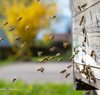 fileadmin/roha/images_galerie/Tiere/TIE-BIEN-0016-03-D-roha-Tiere-Insekten-Honig-Biene-Wabe-Apis-mellifera-Beute-Stock.png