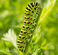 fileadmin/roha/images_galerie/Tiere/TIE-SCHMETT-SCHW-0019-D-roha-Tier-Insekt-Schmetterling-Schwalbenschwanz-Raupe.png