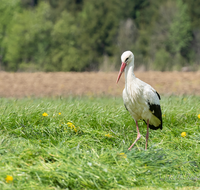 fileadmin/roha/images_galerie/Hintergrund-Download/1600x1200/TIE-VOEG-STOR-0015-D-roha-Tier-Vogel-Weiss-Storch-Ciconia-ciconia.png