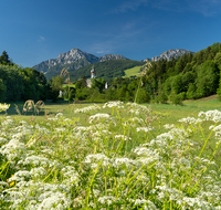 fileadmin/roha/images_galerie/orte_landschaft/Anger/Hoeglwoerth/AN-HOE-0020-24-D-roha-Anger-Hoeglwoerth-Hochstaufen-Blumenwiese.png