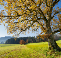 fileadmin/roha/images_galerie/Baum-natur-garten/Baeume/AN-LANDS-0001-123-D-roha-Anger-Landschaft-Eiche-Herbst-Steinhoegl.png