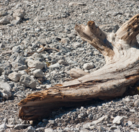 fileadmin/roha/images_galerie/Baum-natur-garten/Baeume/BGD-WIMB-0019-D-roha-Berchtesgaden-Ramsau-Wimbachgries-Nationalpark-Totholz.png