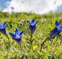 fileadmin/roha/images_galerie/Baum-natur-garten/Natur-Wildblumen-Landschaft/BL-BERG-ENZ-0011-D-roha-Blumen-Gebirge-Enzian-Gentiana-clusii-Bindalm.png