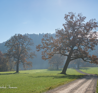 fileadmin/roha/images_galerie/orte_landschaft/Anger/Anger/Anger-Stimmung/LANDS-ANG-RAMS-0005-D-roha-Landschaft-Anger-Ramsau-Herbst-Eiche-Teisendorf.png