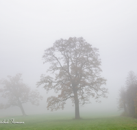 fileadmin/roha/images_galerie/stimmung-Sonne/STIM-TEI-AN-RA-0017-D-roha-Stimmung-Teisendorf-Anger-Ramsau-Nebel-Eiche.png