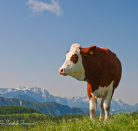 fileadmin/roha/images_galerie/orte_landschaft/Stoisser-Alm/TEI-STO-KUH-0010-D-roha-Teisendorf-Anger-Stoisser-Alm-Kapelle-Kuh.png