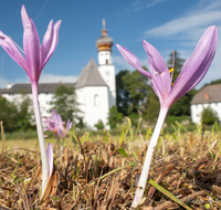 fileadmin/roha/images_galerie/Hintergrund-Download/1600x1200/AN-HOE-0085-01-7-01-D-roha-Anger-Hoeglwoerth-Biotop-Colchicum-autumnale.png