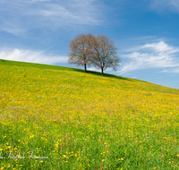 fileadmin/roha/images_galerie/Baum-natur-garten/Baeume/BAUM-0001-D-roha.png