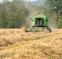 fileadmin/roha/images_galerie/Landwirtschaft/LANDW-MASCH-DRESCH-0014-D-roha-Landwirtschaft-Getreide-Maehdrescher-Stroh-Laufener-Landweizen.png