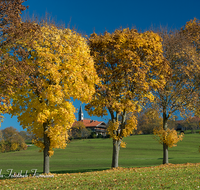 fileadmin/roha/images_galerie/Baum-natur-garten/Baeume/AN-STEINH-ALLEE-0001-D-roha-Anger-Steinhoegl-Allee-Herbst.png