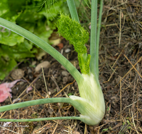 fileadmin/roha/images_galerie/Baum-natur-garten/Gemuese-Garten-Kraeuter-neu/GAR-GEM-FENCH-0001-D-roha-Garten-Gemuese-Knollen-Fenchel.png