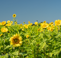 fileadmin/roha/images_galerie/Landwirtschaft/LANDW-FELD-SON-0002-D-roha-Landwirtschaft-Sonnenblume.png