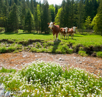 fileadmin/roha/images_galerie/Landwirtschaft/TIE-KUEHE-BGD-0017-D-roha-Tiere-Kuehe-Scharitzkehl-Wasser-Bach-Berchtesgaden.png