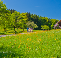 fileadmin/roha/images_galerie/Freizeit-Sport/Mountainbike-Radfahren/SPO-MOUN-NEUK-ATZL-0002-D-roha-Sport-Mountainbike-Neukirchen-Teisendorf-Atzlbach-Blumenwiese.png