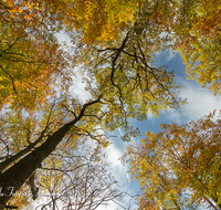 fileadmin/roha/images_galerie/Baum-natur-garten/Baeume/BAUM-WALD-HERB-0006-04-D-roha-Baum-Wald-Herbst-Gipfel-Buche-Eiche.png