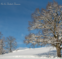 fileadmin/roha/images_galerie/Hintergrund-Download/1280x1024/BAUM-WINT-AN-HOEGL-0001-D-roha-Baum-Winter-Quercus-Eiche-Anger-Hoegl.png