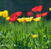 fileadmin/roha/images_galerie/Baum-natur-garten/Blumengarten-Blumen/BL-HAUSG-TULP-0022-D-roha-Hausgarten-Blumen-Tulpen-Tulipa-Fruehling.png