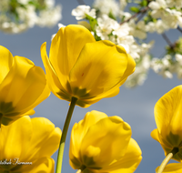 fileadmin/roha/images_galerie/Baum-natur-garten/Blumengarten-Blumen/BL-HAUSG-TULP-0040-01-D-roha-Hausgarten-Blumen-Tulpen-Tulipa-Fruehling-gelb.png