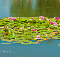 fileadmin/roha/images_galerie/Baum-natur-garten/Natur-Wildblumen-Landschaft/BL-WAS-SEER-0002-D-roha-Blumen-Wasser-Teich-Seerose-rot-Pfarrerweiher-Teisendorf-Nymphaea.png