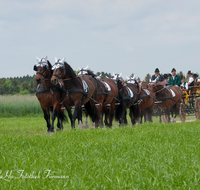 fileadmin/roha/images_galerie/brauchtum/Leonhardiritt/Holzhausen_01/Kaltblutfest/BR-PFRI-HOLZ-KALTBL-2015-1138-04-D-roha-Brauchtum-Kaltblut-Pferd-Kutsche-Holzhausen-Teisendorf-Zehner-Zug.png