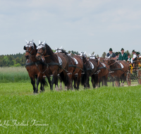 fileadmin/roha/images_galerie/brauchtum/Leonhardiritt/Holzhausen_01/Kaltblutfest/BR-PFRI-HOLZ-KALTBL-2015-1138-04-D-roha-Brauchtum-Kaltblut-Pferd-Kutsche-Holzhausen-Teisendorf-Zehner-Zug.png