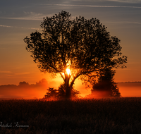 fileadmin/roha/images_galerie/stimmung-Sonne/Sonnenaufgang/SO-AU-HAARM-0007-1-2-D-roha-Sonne-Sonnenaufgang-Haarmoos-Baum.png