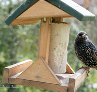 fileadmin/roha/images_galerie/Tiere/Vogel/TIE-VOEG-HAEUSCH-0015-01-1115-02-D-roha-Tiere-Vogel-Haeuschen-Futter-Star-Sturnus-vulgaris.png