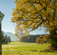 fileadmin/roha/images_galerie/orte_landschaft/Anger/Anger/AN-LANDS-0001-01-D-roha-Anger-Landschaft-Eiche-Herbst-Steinhoegl-Schutzgebiet.png