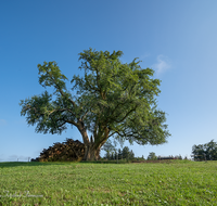 fileadmin/roha/images_galerie/Baum-natur-garten/Baeume/BAUM-BIRN-0026-10-D-roha-Baum-Birnbaum-Teisendorf.png