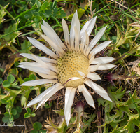 fileadmin/roha/images_galerie/Baum-natur-garten/Natur-Wildblumen-Landschaft/BL-BERG-DIST-0005-D-roha-Blumen-Berg-Silber-Distel-Almwiese.png