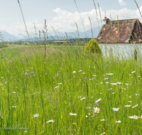 fileadmin/roha/images_galerie/kirche_religion/Laufen_-_Leobendorf/KKKM-LAUF-FRO-0005-D-roha-Kapelle-Laufen-Froschham-Rupertiwinkel.png