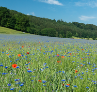 fileadmin/roha/images_galerie/Landwirtschaft/LANDW-FELD-GETR-OTTM-0001-D-roha-Landwirtschaft-Getreide-Weizen-Ottmaning.png