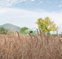 fileadmin/roha/images_galerie/Landwirtschaft/LANDW-MASCH-DRESCH-0020-D-roha-Landwirtschaft-Getreide-Maehdrescher-Stroh-Laufener-Landweizen.png