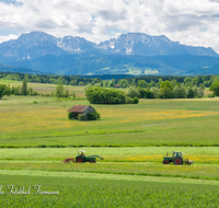 fileadmin/roha/images_galerie/Landwirtschaft/LANDW-MASCH-MAEH-HAARM-0002-D-roha-Landwirtschaft-maehen-Haarmoos-Hochstaufen-Zwiesel-Blumenwiese.png