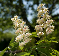 fileadmin/roha/images_galerie/Baum-natur-garten/Baeume/BAUM-KAST-0002-D-roha-Baum-Kastanie-Bluete.png