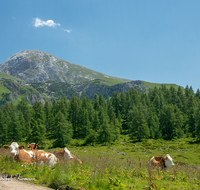 fileadmin/roha/images_galerie/orte_landschaft/Berchtesgaden/Jenner-Schoenau/BGD-JENN-GOTZ-KUH-0003-D-roha-Berchtesgaden-Jenner-Gotzen-Alm-Kuh.png